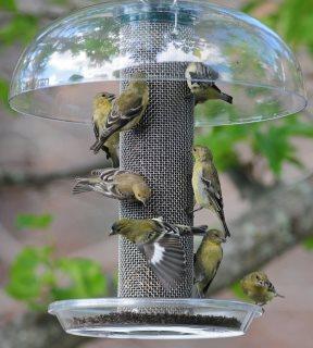 Goldfinch feeder outlet