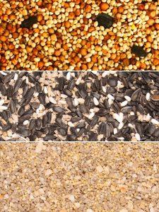 Seed Comparison Seed Comparison