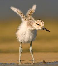 American Avocet Chick