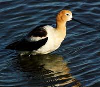 American Avocet