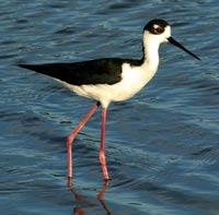 Black-necked Stilt by Scott Carey