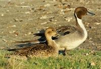 Northern Pintail by Scott Carey