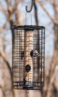 Caged tube feeder