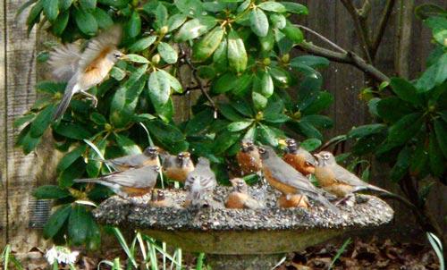 Robins by Paul Hacker