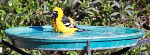 Hooded Oriole by Christine Hansen