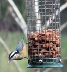 Nuthatch by Carol Burns