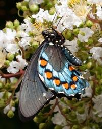 Pipevine Swallowtail