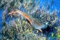 Clapper Rail