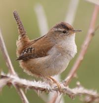 Marsh Wren