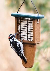 Tail Prop Suet Feeder