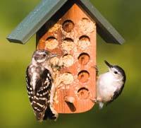 Bark Butter Feeder