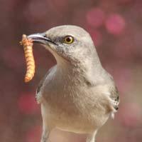 Mockingbird with Mealworm