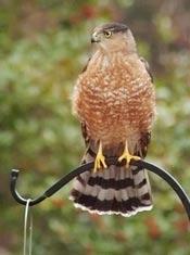 Cooper's Hawk