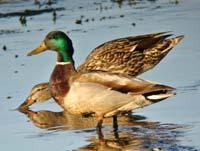 Mallards by Scott Carey