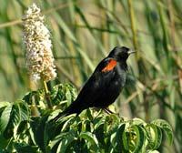 Red-winged Blackbird by Scott Carey