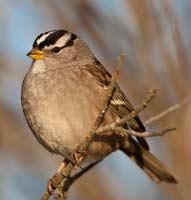 White-crowned Sparrow - Mike Baird
