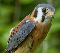 American Kestrel by Greg Hume