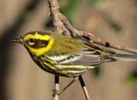 Townsend's Warbler by Linda Tanner
