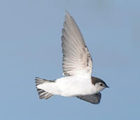 Violet-green Swallow by Cory Gregory