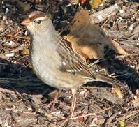 White-crowned Sparrow - First Winter