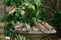 American Robins - Paul Hacker