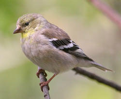 American Goldfinch