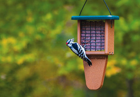 Suet Feeder with Downy Woodpecker