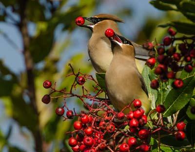 Cedar Waxwings - Susie Kelly