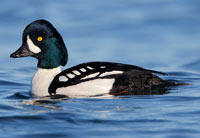 Barrow's Goldeneye