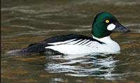 Common Goldeneye