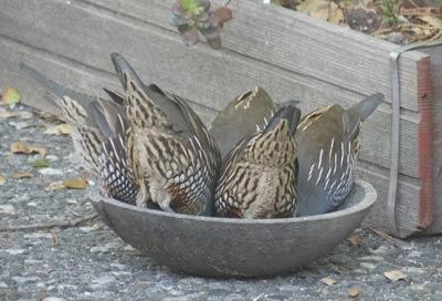 Quail - Eileen Prendiville