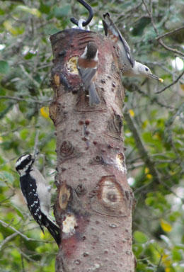 Bark Butter Log by Doug Cook