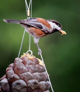 Chickadee on Bark Butter