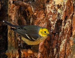 Hermit Warbler on Bark Butter