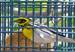 Townsend's Warbler - Theresa Fisher