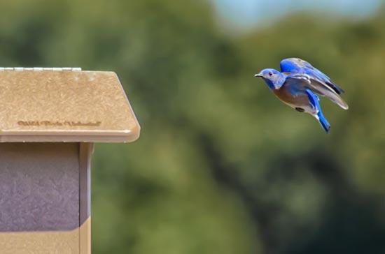 Bird Nests - Types, Material, & How You Can Help - Buffalo Bill Center of  the West