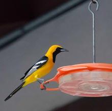 Hooded Oriole - Susie Kelly