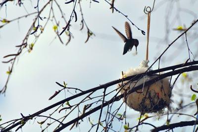 Hummer at nest material