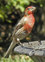 Male House Finch