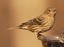 Female House Finch