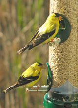 American Goldfinches