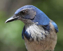 Scrub-Jay by Risa George