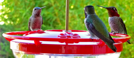 Anna's Hummingbirds