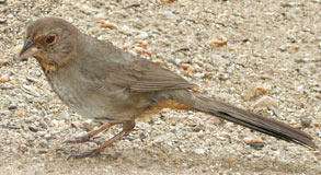 California Towhee