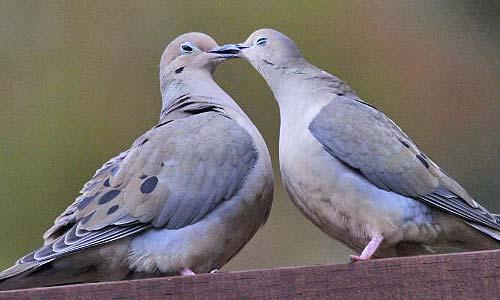 What Is the Dove Meaning When a Mourning Dove Visits You?