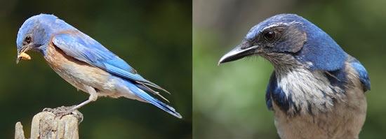 Bluebird and Jay
