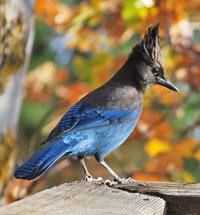 Steller's Jay