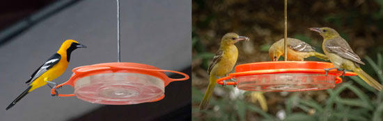 Hooded Orioles