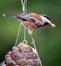 Chestnut-backed Chickadee by Christine Hansen