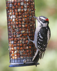 Downy Woodpecker by Risa George